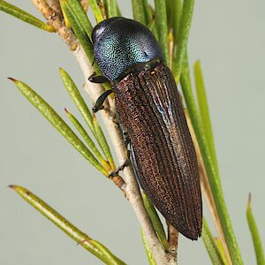 Bubastes vagans, PL4919, female, on Melaleuca uncinata (PJL 3527), EP, 19.6 × 5.8 mm